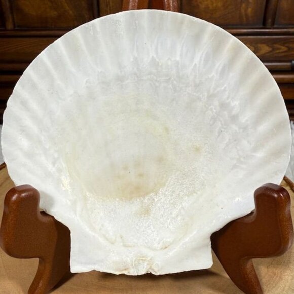 NWOT Set of 4 Nantucket Seafood Natural Baking Sea Shells 4.5" - 5" - Picture 8 of 15